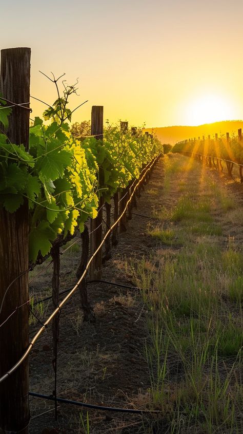 Sunset Vineyard Rows: Golden sunlight bathes the vineyard rows, showcasing the serene end to a day in the countryside. #sunset #vineyard #countryside #sunlight #grapevines #rows #agriculture #wooden #aiart #aiphoto #stockcake https://ayr.app/l/347n Vineyard Vines Aesthetic, Winery Landscape, Winery Photos, Vineyard Aesthetic, Vineyard Photography, Italian Vineyard, Grape Vineyard, Trellis System, Wine Vineyards