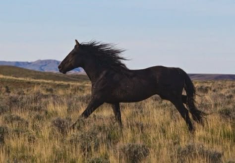 Mustang Horse Aesthetic, Black Mustang Horse, Black Horse Aesthetic, Black Horse Running, Dark Brown Horse, Black Mustang, Horse Running, Equestrian Aesthetic, Mustang Horse