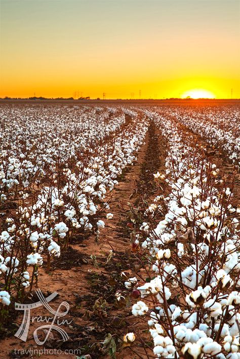 Pastel, Crop Farming, Texas Sunset, Wildflower Photo, Country Photography, Texas Wall Art, Farm Pictures, Texas Decor, Texas Photography