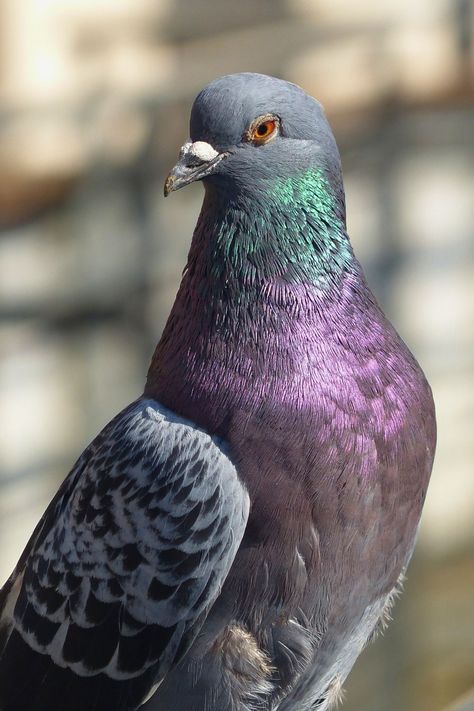 Pigeon Eyes, Pigeon Racing, Pigeon Art, Forest Festival, Pigeon Pictures, Dove Pigeon, Racing Pigeons, Fantasy Forest, Fascinating Facts