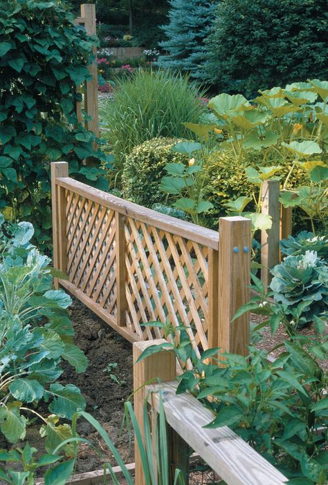 Lattice Garden Fence, Lattice Raised Garden Bed, Short Lattice Fence, Lattice With Plants, Lattice Above Fence, Plants That Grow Up Lattice, Garden Bed With Lattice, Cheap Privacy Fence Ideas, Cheap Privacy Fence