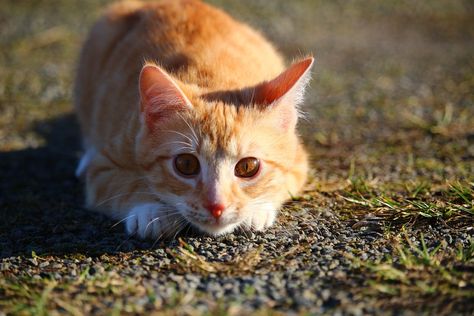 Cat Pouncing, Cat Pounce, Mackerel Tabby, Fluffy Cat Breeds, Cat Fluffy, Cat Sitter, Cat Pajamas, Hairless Cat, Family Pets