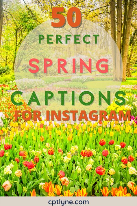 Looking for spring quotes? These spring captions for Instagram will get you excited for warm weather, sunshine, and picnics. | happy spring quotes instagram | cute spring quotes springtime | short spring quotes funny | spring quotes instagram caption l | cute spring captions instagram sun | funny spring captions instagram flowers | insta spring captions | cherry blossoms quotes | springtime quotes for instagram | easter spring quotes instagram | spring season quotes Blossoms Quotes, Spring Quotes Instagram, Cute Spring Quotes, Cute Spring Captions, Short Spring Quotes, Spring Quotes Funny, Spring Captions Instagram, Spring Season Quotes, Spring Captions For Instagram