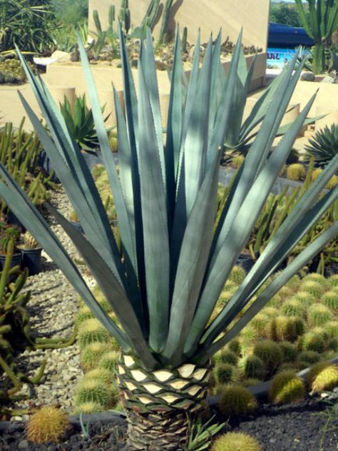 Agave tequilana, commonly known as Tequila Agave #agave #succulent #succulents #cactiandsucculents #succulentopedia #worldofsucculents Tequila Plant, Blue Agave Plant, Tequila Agave, Succulent Landscape Design, Pergola Pictures, Making Plant Pots, Succulent Landscaping, Blue Agave, Agave Plant