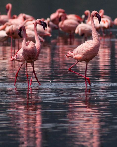 Pink is my new obsession vol.2 [Lake Nakuru, Kenya] Lake Nakuru, New Obsession, Dope Cartoon Art, Stay Weird, Vol 2, Girls Trip, Kenya, Cartoon Art, Flamingo