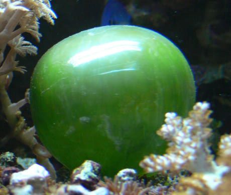 This is the Valonia Ventricosa, the world's largest single-celled organism. At full growth, a single unit can be as large as a tennis ball. Scientists have been baffled by its structure for over a century. Cat Nutrition, Nutrition Facts Label, Nasa Images, Earth Photos, John Wesley, Cell Membrane, Nutrition Recipes, Marine Life, Sea Life