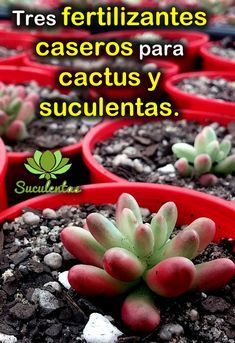 Cuidar y mantener sanas y hermosas a nuestras suculentas no debe implicar necesariamente que gastemos dinero para lograrlo, o que debamos de llenar de químicos a nuestras plantitas para obtener los resultados que queremos. En este artículo encontrarás 3 sencillas y efectivas recetas para que tus suculentas y cactus crezcan hermosas, florezcan y resistan los embistes de las plagas. Gardens With Rocks, Rocks Garden Ideas, Mini Cactus Garden, Rocks Garden, Succulent Garden Diy, Mini Cactus, Aesthetic Garden, Plant Information, Succulent Gardening