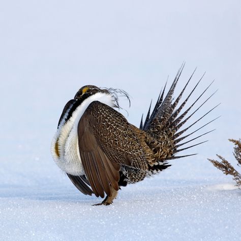 Endangered Species, Sage Grouse, Haliaeetus Leucocephalus, Weird Birds, Northern Nevada, Migratory Birds, Forest Service, Wildlife Conservation, Plan Design