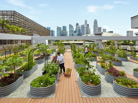 Hotels Near Marina Bay Singapore | Urban Farm at PARKROYAL COLLECTION Marina Bay Kitchen With Long Island, Pop Up Cafe, Singapore Hotels, Cafe Terrace, Architecture Magazines, Hospitality Projects, Hotel Interiors, City Hotel, Garden City