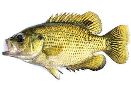 Human antidepressants are building up in the brains of bass, walleye and several other fish common to the Great Lakes region, scientists say. River Fish, Khon Kaen, Rock Bass Fish, Brain Tissue, Bass Fish, Smallmouth Bass, Survival Instinct, River Fishing, Lake Ontario