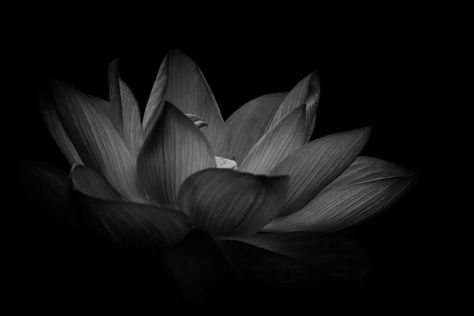 Lotus Flower Aesthetic, Lotus Craft, Dark Lotus Flower Tattoo, Lotus Black And White, Black Lotus Flower, Dark Lotus Flower, Black Lotus Tattoo, Dark Lotus, Lotus Flower Tattoo Meaning