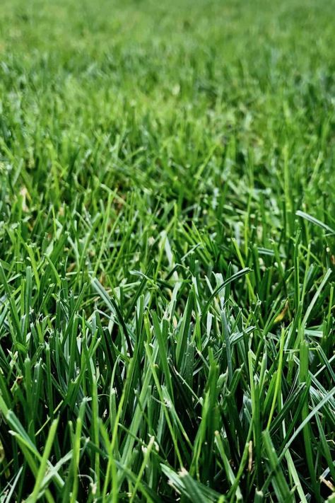 How To Grow Grass, Best Grass Seed, No Mow Grass, Apple Images, Pergola Pictures, Bermuda Grass, Growing Grass, Perennial Grasses, Lawn Care Tips