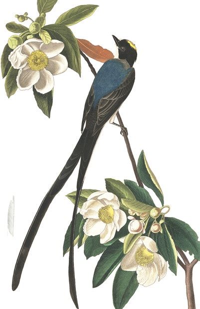 Fork-tailed Flycatcher | John James Audubon's Birds of America Audubon Prints, Vintage Bird Illustration, Audubon Birds, James Audubon, Birds Of America, Illustration Botanique, John James Audubon, Antique Illustration, Bird Artwork