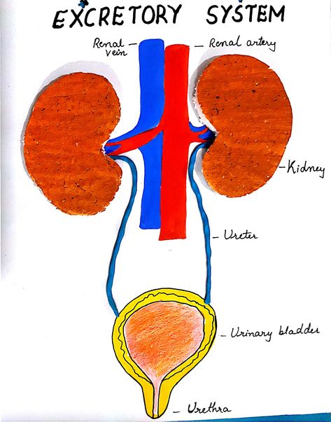 Excretory system renal science project ideas 3D Excretory System Projects, Excretory System Model, Kidney System, The Excretory System, Project For Kindergarten, Excretory System, Biology Projects, Urinary System, Biology Science