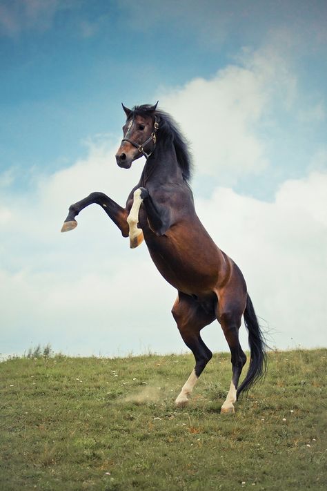 They can stand on two legs. They can stand on two legs like a goddamn human. | 21 Reasons Horses Will End Humanity Trakehner, Horse Colours, Horse Rearing, Amazing Horses, Warmblood Horses, Majestic Horses, Gorgeous Horses, Horse Facts, Horse Therapy