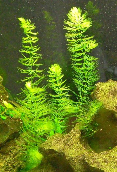 Submerged Plants, Ocean Plants, All Continents, Aquatic Plant, Natural Pool, Aquatic Plants, Adaptation, Fish Tank, Floating