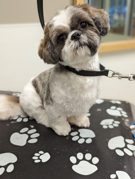 Shih Tzu Shaved, Shih Tzu Haircuts Male Teddy Bear, Shih Tzu Winter Haircuts, Short Hair Shih Tzu, Shitzu Puppy Haircut, Haircuts For Shitzu Dogs, Summer Cut Shih Tzu, Maltese Shih Tzu Haircuts, Male Shitzu Haircuts