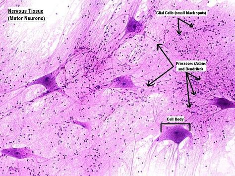 A cellular example of nervous tissue of a motor neuron. The dendrites and axons are seen branching from the purple star-like formations, and the dark spots are glial cells. Anatomy Tissues, Nervous Tissue, Cell Biology Notes, Anatomy Diagrams, Animal Tissue, Tissue Biology, Teaching Psychology, Histology Slides, Medical Assistant Student