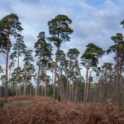 Scot Pine Tree, Ghillie Dhu, Scots Pine Tree, Evergreen Ferns, Peter And The Wolf, Scots Pine, Nature Women, Pinus Sylvestris, Wolf World