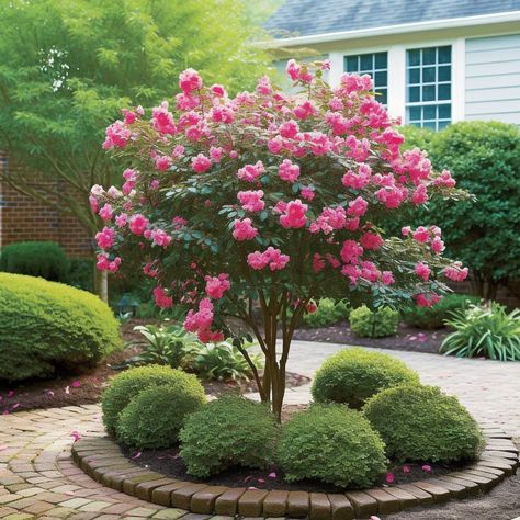 All About the Knockout Rose Tree - Plank and Pillow Rose Of Sharon Tree Landscape Ideas, Rose Trees In Pots, Rose Tree Landscape, Rose Trees Front Yard, Rose Bush Landscaping, Hydrangea Tree Landscaping, Knock Out Rose Tree, Knockout Rose Tree, Woodland Yard