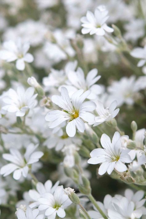 Snow-in-summer (Cerastium tomentosum) is a short-lived perennial that aggressively thrives when conditions are perfect but can be fussy elsewhere. #flowergardenlayout #whiteflowers #gardeningadvice #houseplanthacks #howtogrow #indoorflowers #plantparenttips #thespruce Cerastium Tomentosum, White Perennials, Flower Garden Layouts, Small Balcony Garden, Snow In Summer, Perennial Shrubs, Indoor Flowers, Summer Plants, Gardening Advice