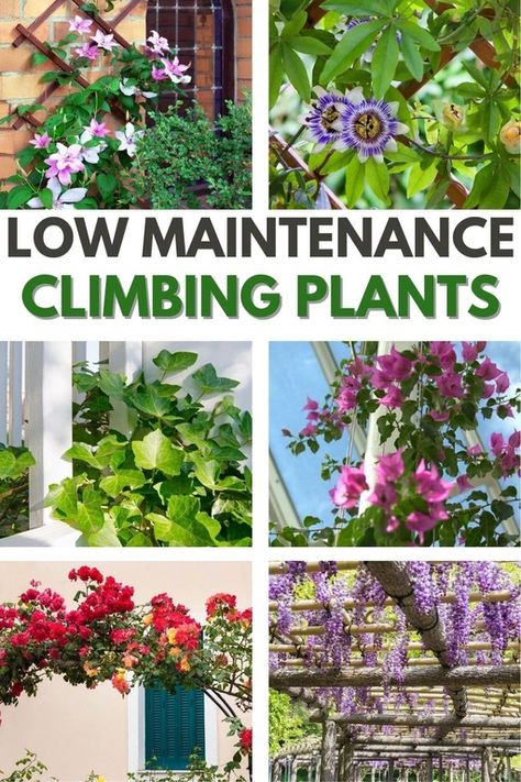 Climbers Plants Fence Garden Trellis, Trellis Over Fence, Climbing Plants Trellis Ideas, Climbing Plant Balcony, House Vines Outdoor, Patio Vine Wall, Flowers On House Wall Exterior, Climbing Plants On Pergola, Pergola Plants Vines Patio