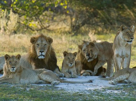 In a pride (group) of lions, what is the primary job of the Male lions? Tiger Siberian, Group Of Lions, Big Cat Family, Rhino Animal, Lion Africa, White Lions, Cats White, Tiger Cubs, White Tigers