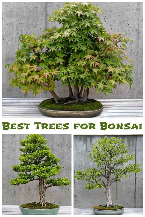 Boxwood Bonsai Trees, Cedar Bonsai Tree, Japanese Maple Bonsai Tree, How To Make Bonsai Plants, Bonsai Decoration Ideas, Bonsai Garden Ideas, Hornbeam Bonsai, Bonsai Maple Tree, Greenhouse Office