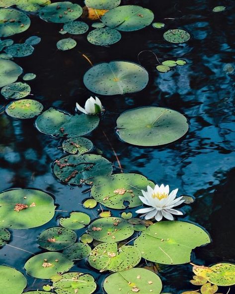 Marsh Landscape Photography, Lily Pond Photography, Lilypad Photography, Water Lilies Painting, Ontario Parks, Lotus Flower Pictures, Pond Painting, Water Lilly, Tourism Website