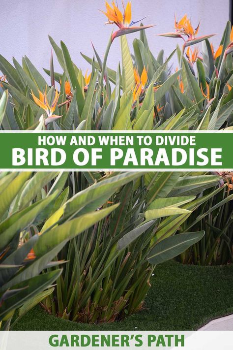 Backyard Hacks, Birds Of Paradise Plant, Bird Of Paradise Plant, Florida Landscaping, Paradise Plant, Paradise Garden, Gardening Hacks, Replant, Plant Cuttings