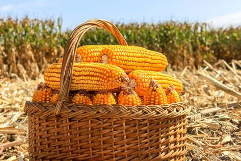 Basket with GMO corn at the harvest. Harvested dried GMO maize in a wicker baske , #AFFILIATE, #harvest, #Harvested, #corn, #Basket, #GMO #ad Maize Field, Massive Garden, Gmo Corn, Digital Design Trends, Lion Images, Scenery Nature, The Harvest, Maize, Wicker Basket