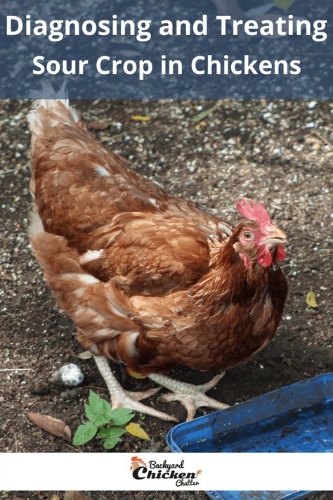 Sour Crop In Chickens, Chicken Breeds For Eggs, How To Dr, Chicken Manure, Chicken Home, Chicken Health, Chicken Eating, Chicken Diy, Backyard Chickens