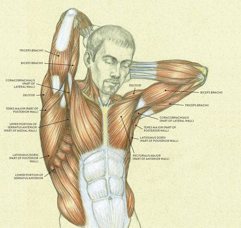 raised arm male muscle | Human anatomy, Anatomy art, Anatomy Human Anatomy Notes Aesthetic, Arm Anatomy, Muscles Of The Neck, Arm Drawing, Human Body Anatomy, Human Anatomy Drawing, Muscle Anatomy, Drawing Heads, Human Anatomy Art