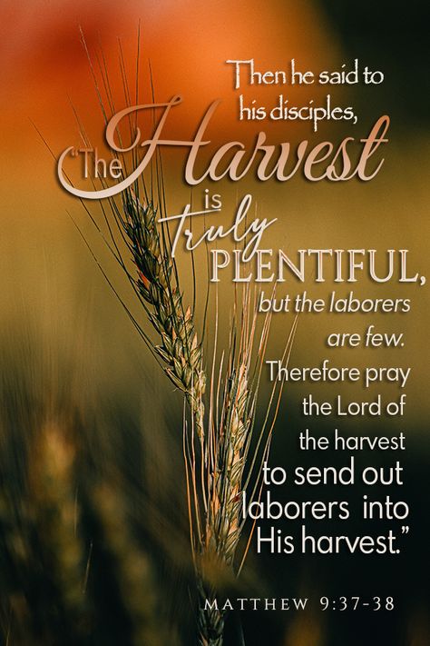 "… the harvest is truly PLENTIFUL, but…" Matthew 9:37-38 Harvest Bible, Thanksgiving Bible Verses, Scripture Images, Prays The Lord, Jesus Teachings, Best Bible Verses, Beautiful Bible Verses, Bible Time, Blessed Quotes