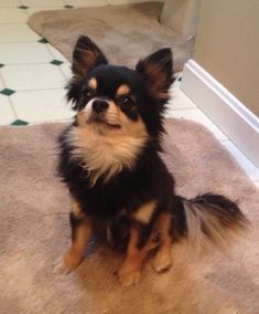 When Can I Stop Crating My Chihuahua? Small Black Chihuahua, Long Haired Chihuahua Puppy, Black Chiuahaha, Black Chiwawa, Black And Brown Chihuahua, Long Haired Chihuahua Puppies, Black Chihuahua, Baby Chihuahua, Long Haired Chihuahua