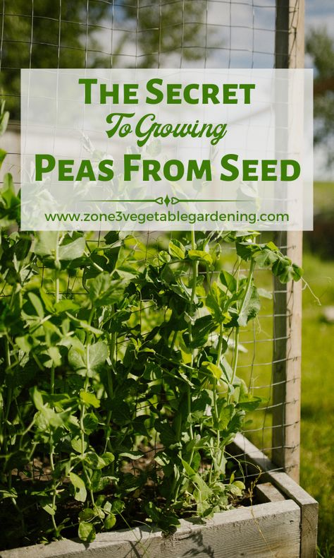 Pea plants growing up a trellis in a raised bed. Front Yard Garden Vegetable, Pea Trellis Ideas, Inground Garden, How To Grow Peas, Grow Peas, Pea Trellis, Growing Beets, Growing Peas, Small Trellis