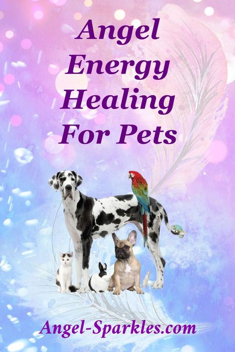 Help your beloved pet feel better with angelic healing eneriges. Manifestation 2024, Arch Angels, Pet Healing, Switch Word, Angel Therapy, Holistic Pet Care, Animal Reiki, Healing Session, Healing Angels