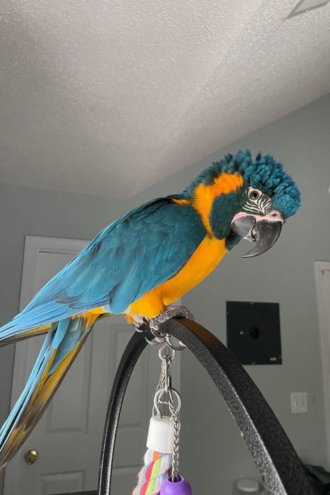 Exotic Pets Aesthetic, Blue Throated Macaw, Macaw Parrot Aesthetic, Parotts Bird, Macaw Aesthetic, Pet Macaw, Parrot Photo, Flying Animals, Macaw Bird