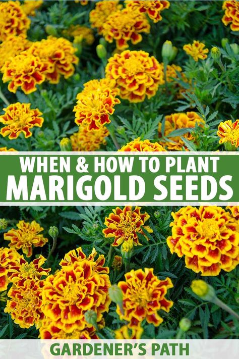 Planting Flowers From Seeds, Marigolds In Garden, Marigold Seeds, Growing Marigolds, Planting Marigolds, Marigold Flowers, When To Plant, Marigold Flower, Home Vegetable Garden