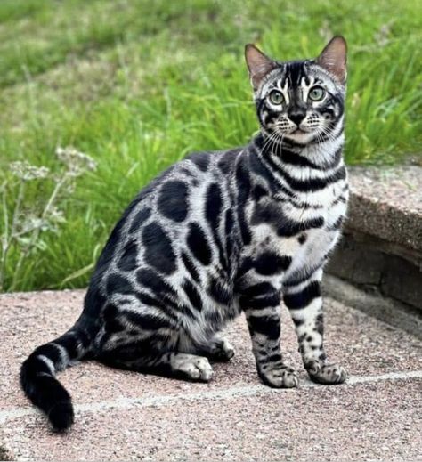 Cats With Unusual Markings, Pretty Cat Photos, Cat With Unique Markings, Cats With Cool Markings, Unique Cat Colors, Unique Looking Cats, Animals With Unique Markings, Rare Cat Colors, Unique Cats Markings