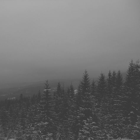 gray forest Gray Athestic, Gray Scale Aesthetic, Gray Core Aesthetic, Gray Asthetics, Grey Things Aesthetic, Gray Vibes Aesthetic, Soft Gray Aesthetic, Soft Grey Aesthetic, Light Grey Aesthetic