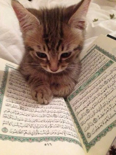 Islam Cat Aesthetic, Kittens Cutest Aesthetic, Koty Aesthetic, Cats And Kittens Aesthetic, Kitten Aesthetic Wallpaper, Cats Islam, Cats And Dogs Aesthetic, Cute Kittens Aesthetic, Chat Aesthetic