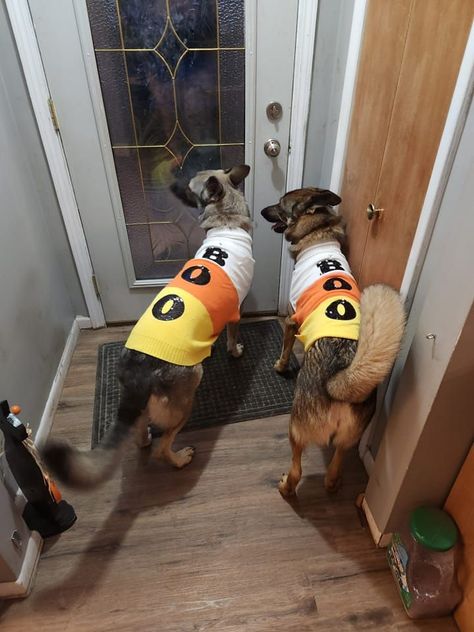 Dog/candy corn Halloween costume idea Dog Candy Costume, Corn Dog Costume, Corn Halloween Costume, Dog Costume Diy, Candy Corn Halloween Costume, Pet Halloween Costume, Candy Corn Dog, Candy Costume, Dog Candy