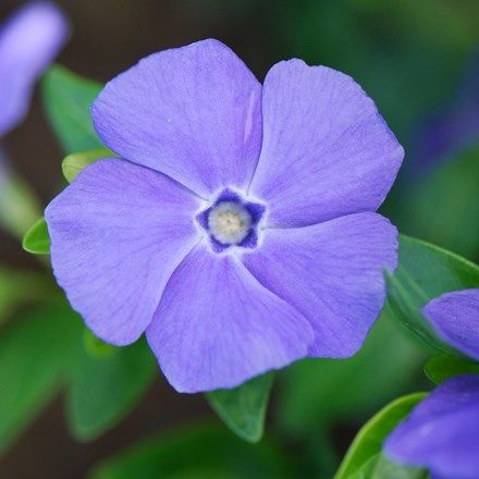 Vinca minor 'Bowle's Variety' Dry Shade Plants, Vinca Minor, Periwinkle Flowers, Small White Flowers, Ground Cover Plants, Plant Combinations, Violet Flower, Garden Care, Shade Plants