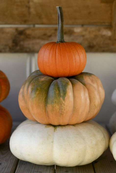 pumpkin stack 3 Stacked Pumpkins, Stacked Pumpkins Painting, Pumpkin Stacking, Stack Pumpkins, Pumpkin Stacks, Stacking Pumpkins, Watercolor Pumpkins Autumn, Pumpkin Porch Decor, Pumpkin Porch