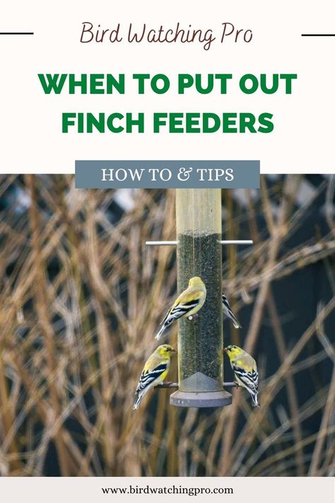 A photo of a group of finches feeding on a bird feeder. Learn about the best times to put out bird feeders for finches on our guide on Birdwatchingpro.com Bird Watching Journal, Backyard Birds Watching, Finch Feeders, Backyard Birds Feeders, Birding Journal, Diy Birds, Pinterest Profile, Finches, Backyard Birds