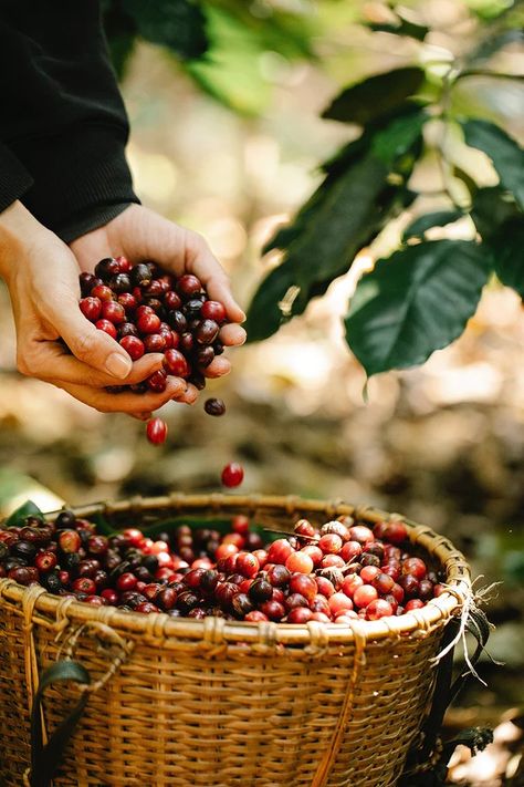 Costa Cafe, Coffee Beans Photography, Heathy Snack, Coffee Market, Organic Coffee Beans, Honey Coffee, Fresh Coffee Beans, Light Roast Coffee, Coffee Board