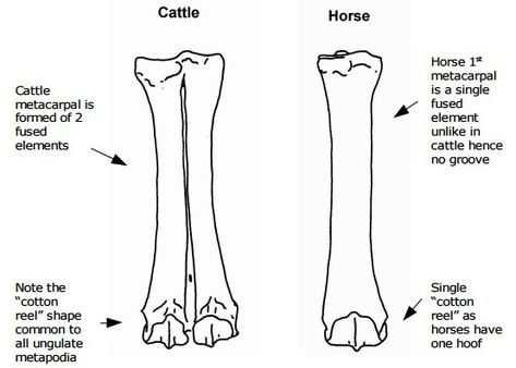 Animal Bone Identification - Peterborough Archaeology Bone Identification, Bone Hunting, Vulture Culture, Animal Bones, Peterborough, Beginners Guide, The Community, A Series, Archaeology