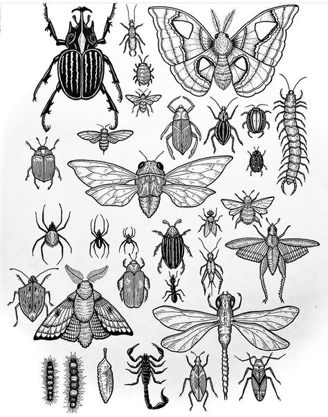 Tier Tattoo, Insect Tattoo, Bug Tattoo, Tattoo Flash Sheet, Tattoos Geometric, Tattoo Portfolio, Insect Art, Aesthetic Tattoo, Tattoo Flash Art