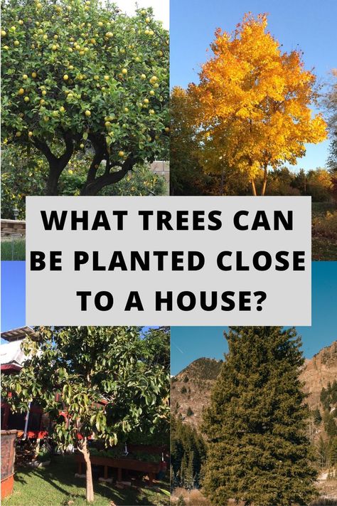 Poplar Tree Landscaping, Front Yard Tree Landscaping, Tulip Poplar Tree, Trees For Front Yard, Front Flower Beds, Front Yards Curb Appeal, Backyard Trees, Landscaping Trees, Poplar Tree